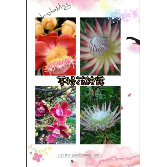 菩提花 100ml=490   250ml=950