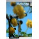 楹樹花 ( 金合歡 純露 )   100ml=$490   250ml=950