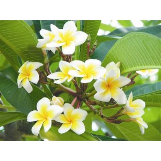 雞蛋花純露 250ml =$700 / 500ml＝$1200